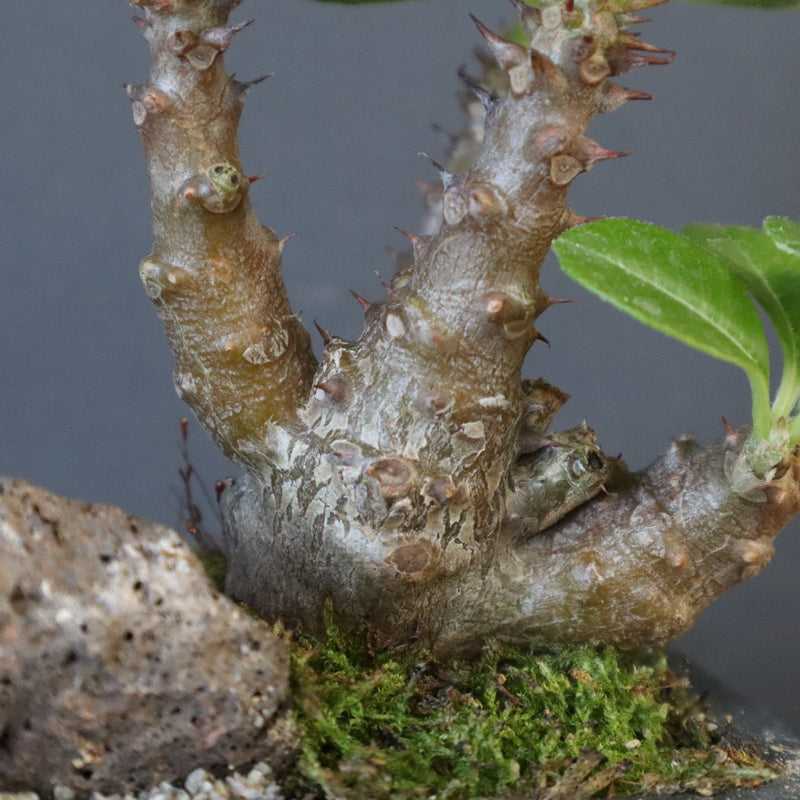 P.ウィンゾリー実生 248（ハビタットスタイル）