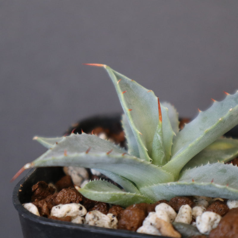DRAGON AGAVE】アガベ 日系甲蟹×妖炎 EC1293 – TaiShoDo ONLINE SHOP
