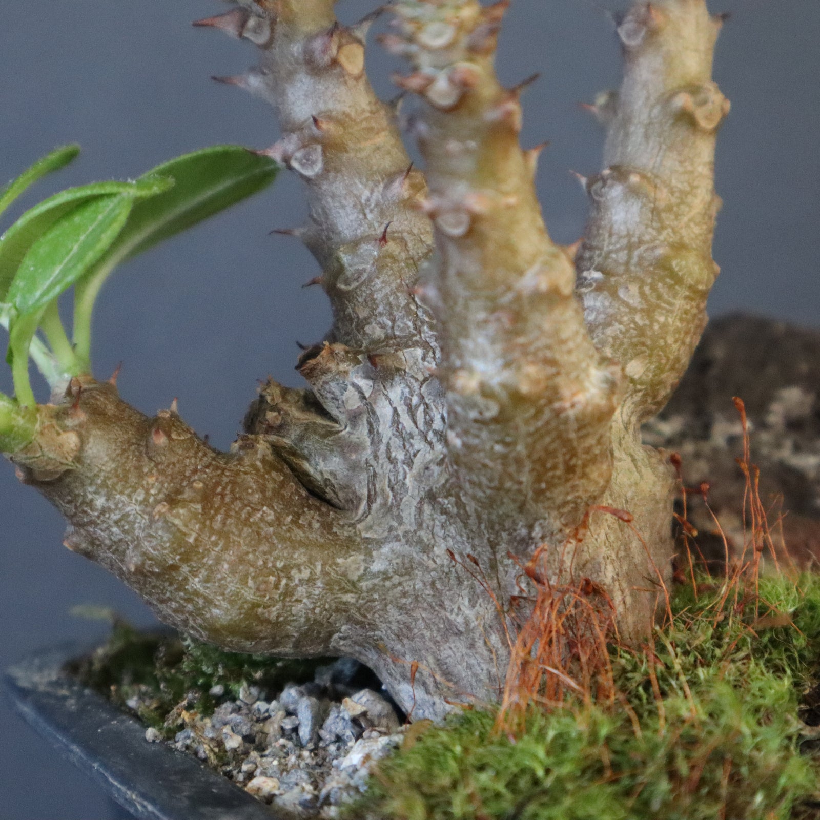 P.ウィンゾリー実生 248（ハビタットスタイル） – TaiShoDo ONLINE SHOP