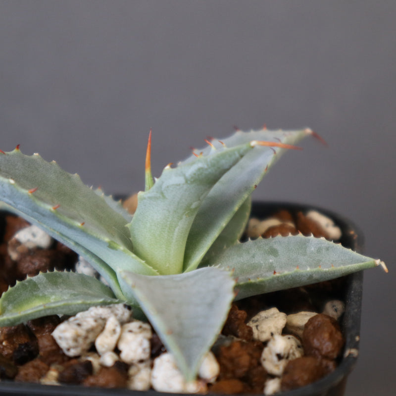 DRAGON AGAVE】アガベ 日系甲蟹×妖炎 EC1293 – TaiShoDo ONLINE SHOP