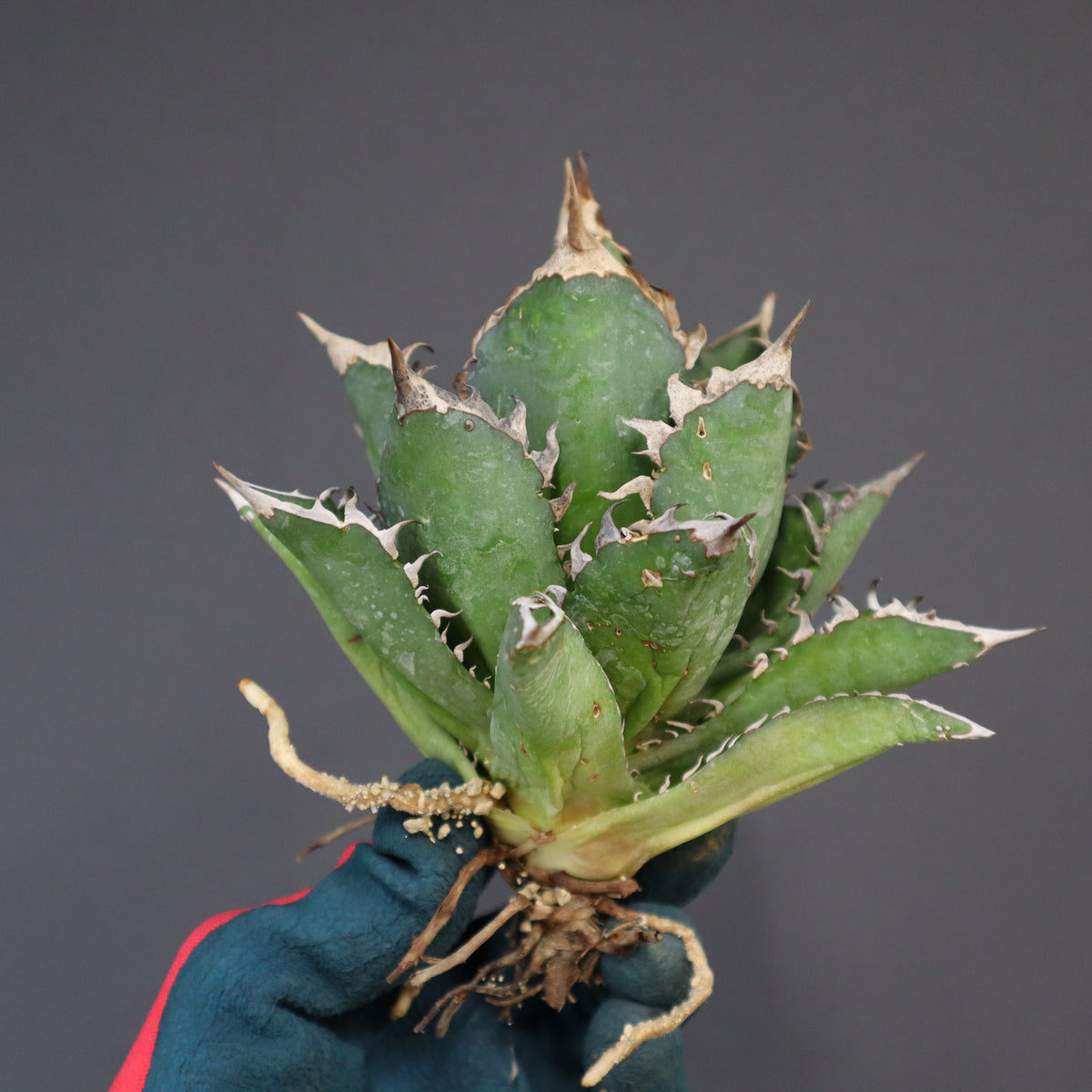 A*i様 目玉商品71002発根済み早い者勝ち！ ベアルート株　ペラルゴニウム A*i様 目玉商品71002発根済み早い者勝ち！ ベアルート株