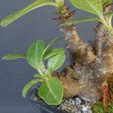 P.ウィンゾリー実生 248（ハビタットスタイル）