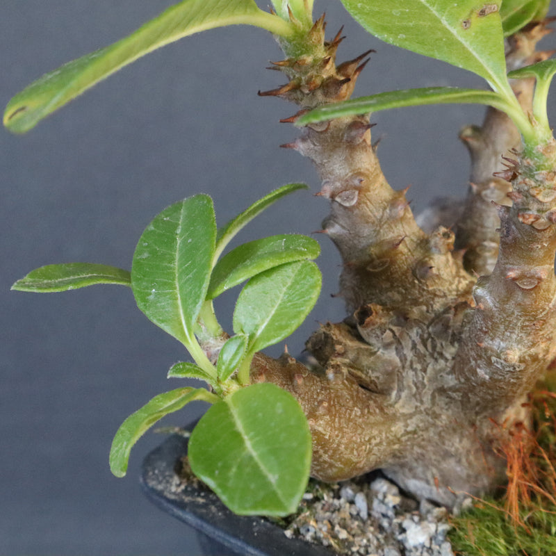 P.ウィンゾリー実生 248（ハビタットスタイル）