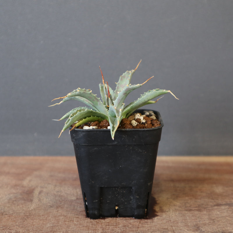 DRAGON AGAVE】アガベ 血妖×妖炎 EC1290 – TaiShoDo ONLINE SHOP