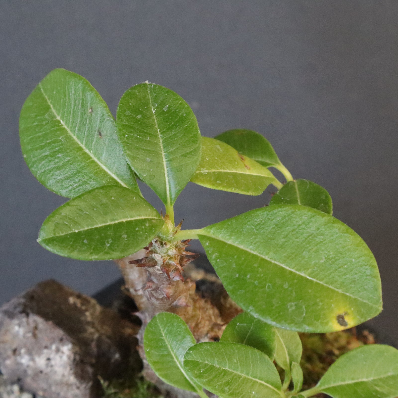 P.ウィンゾリー実生 248（ハビタットスタイル） – TaiShoDo ONLINE SHOP