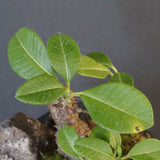 P.ウィンゾリー実生 248（ハビタットスタイル）