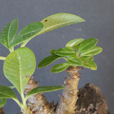 P.ウィンゾリー実生 248（ハビタットスタイル）