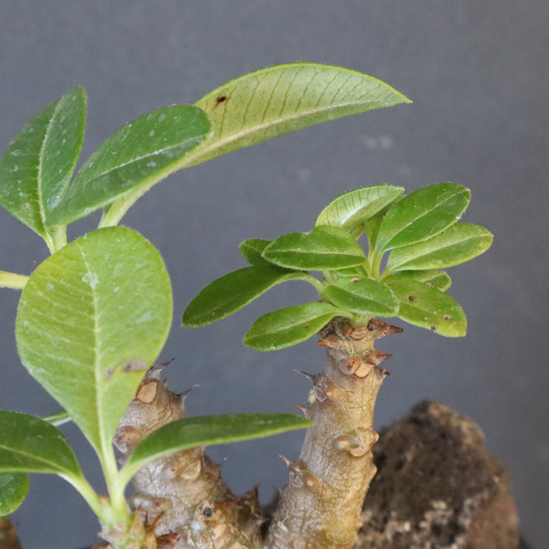 P.ウィンゾリー実生 248（ハビタットスタイル）