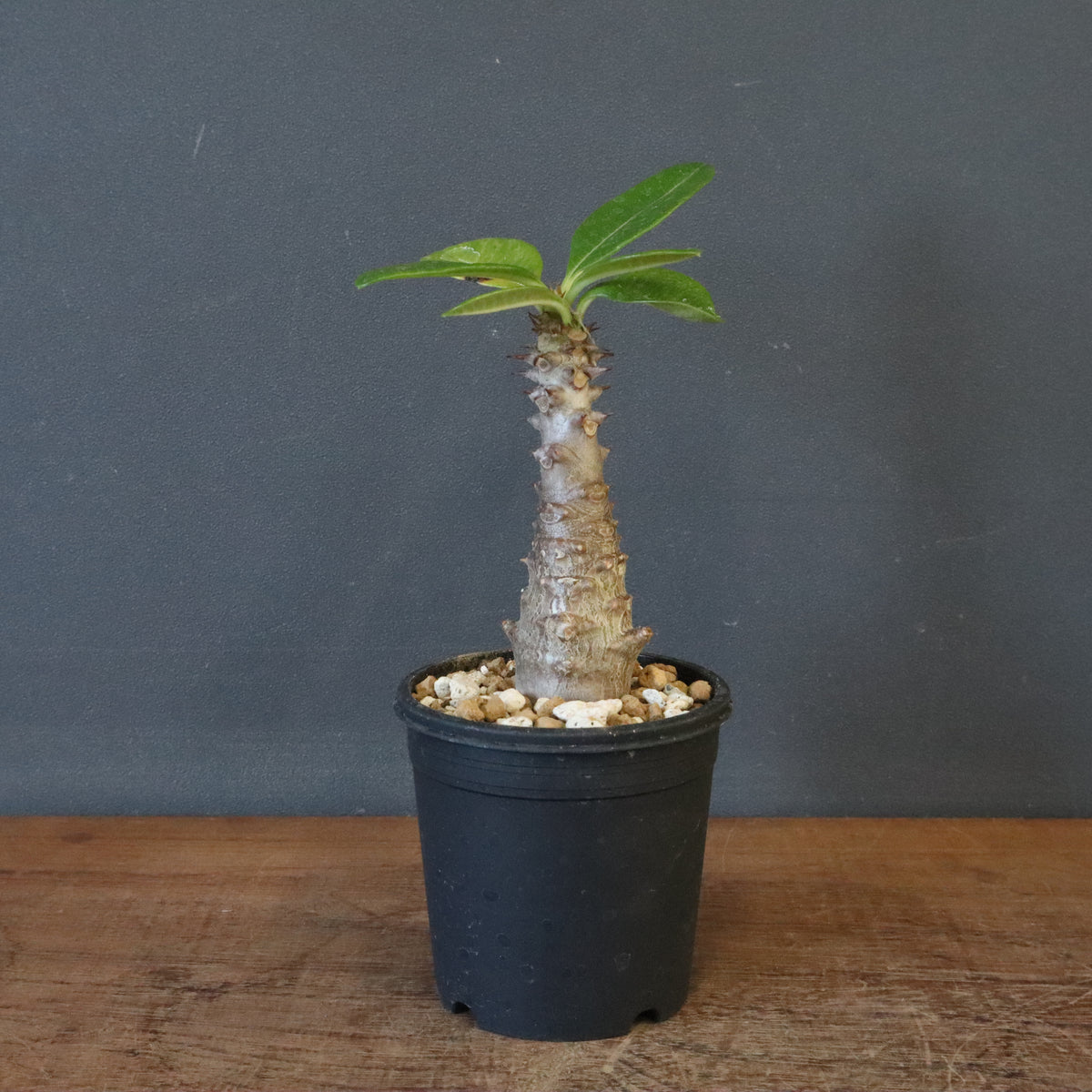 塊根植物 – 2ページ目 – TaiShoDo ONLINE SHOP