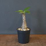 P.ウィンゾリー（実生）123