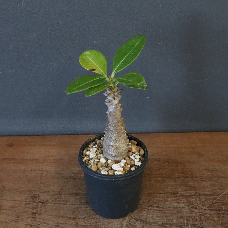 P.ウィンゾリー（実生）123