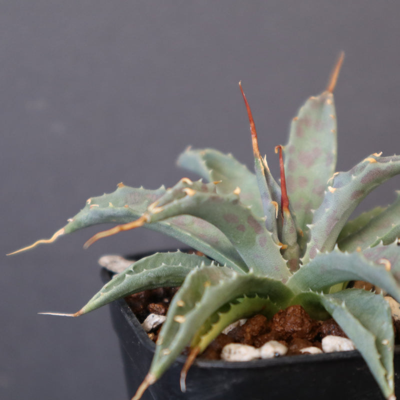 DRAGON AGAVE】アガベ 血妖×妖炎 EC1290 – TaiShoDo ONLINE SHOP