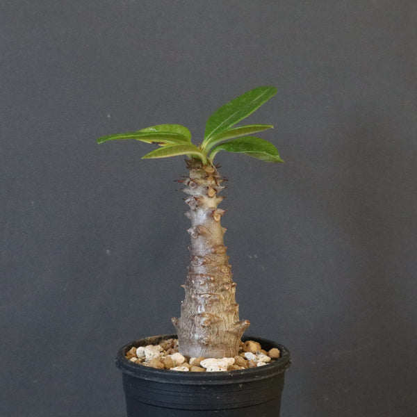 P.ウィンゾリー（実生）123