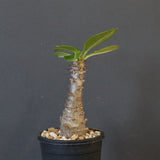 P.ウィンゾリー（実生）123