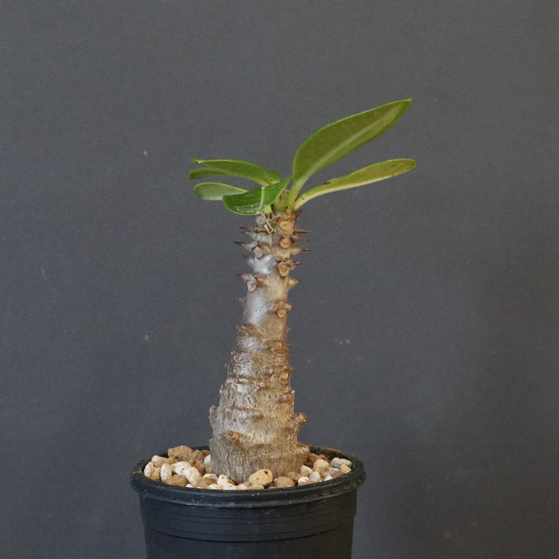 P.ウィンゾリー（実生）123