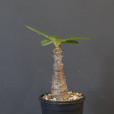 P.ウィンゾリー（実生）123