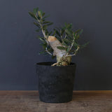 オリーブ（マンザロ二）　EC2045