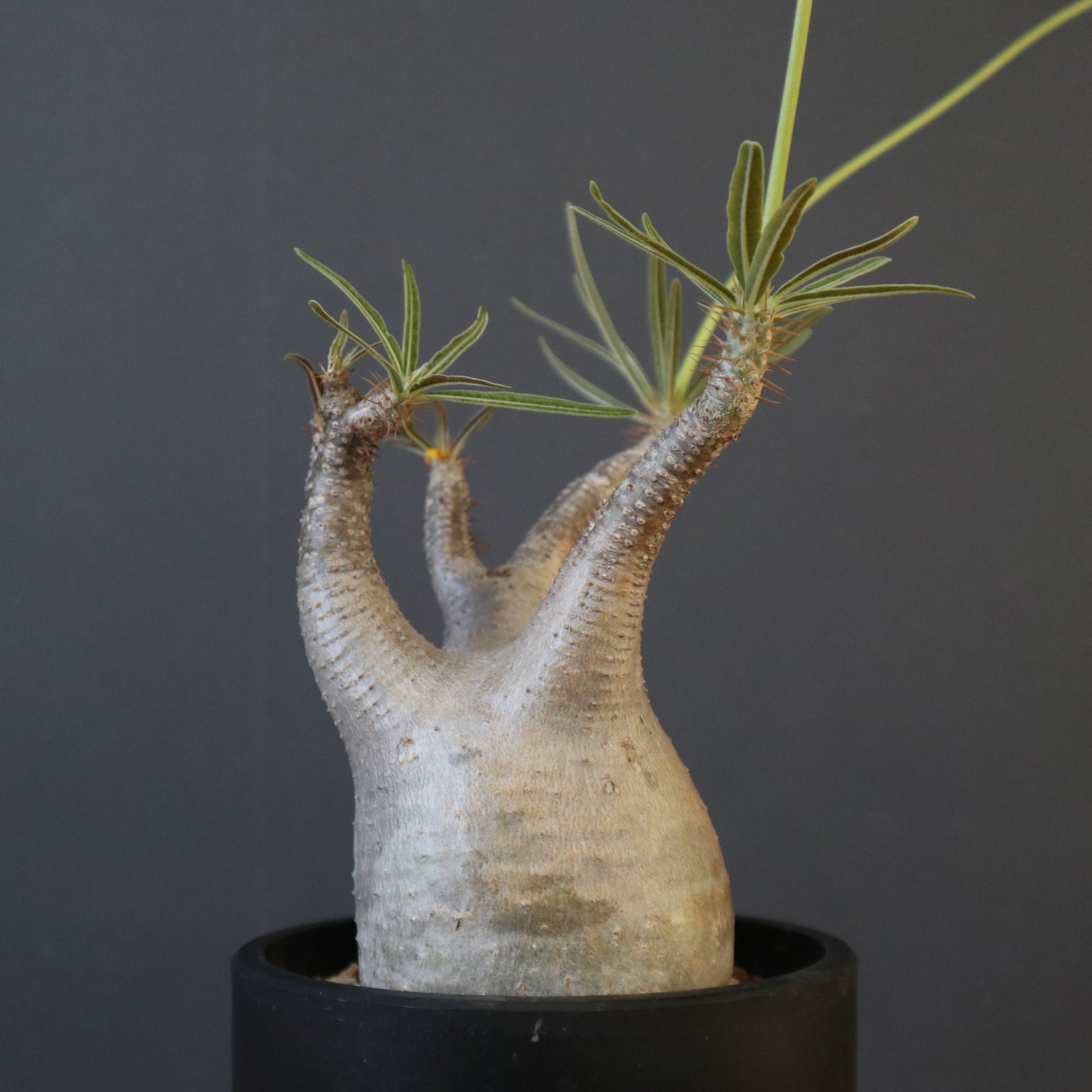 P.グラキリス 2123 – TaiShoDo ONLINE SHOP