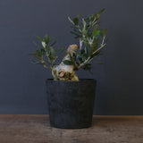 オリーブ（マンザロ二）　EC2045