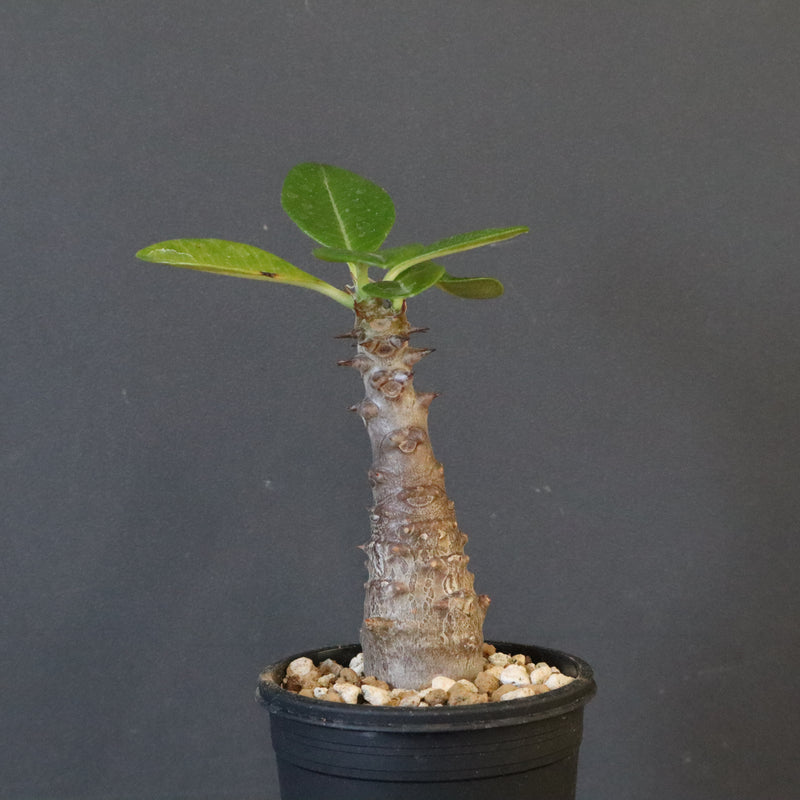 P.ウィンゾリー（実生）123