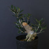 オリーブ（マンザロ二）　EC2045