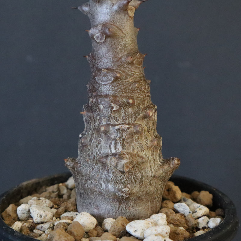 P.ウィンゾリー（実生）123