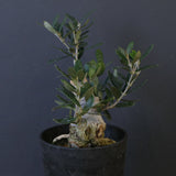 オリーブ（マンザロ二）　EC2045