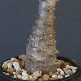 P.ウィンゾリー（実生）123