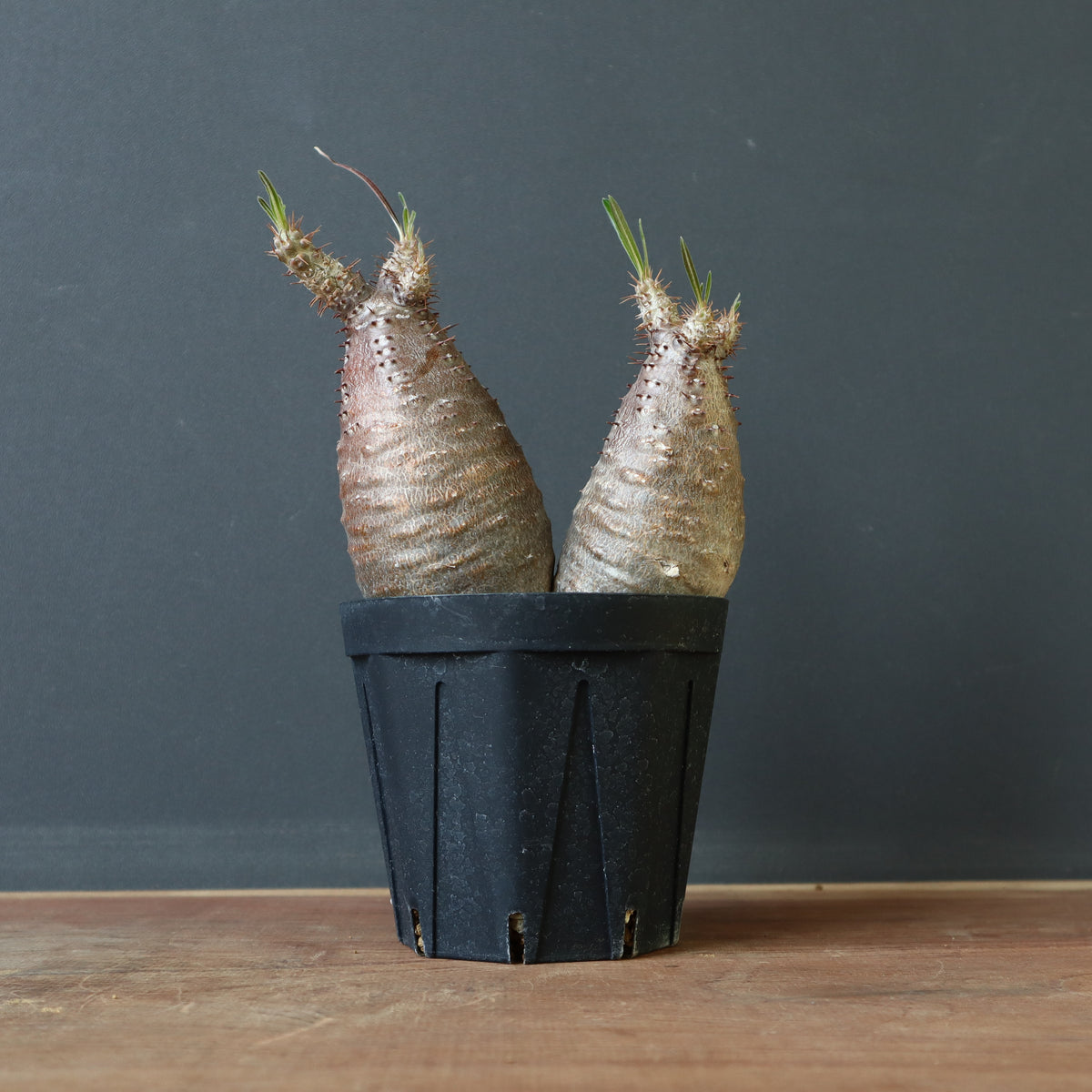 塊根植物 – 7ページ目 – TaiShoDo ONLINE SHOP