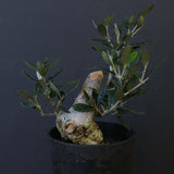 オリーブ（マンザロ二）　EC2045