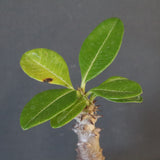 P.ウィンゾリー（実生）123