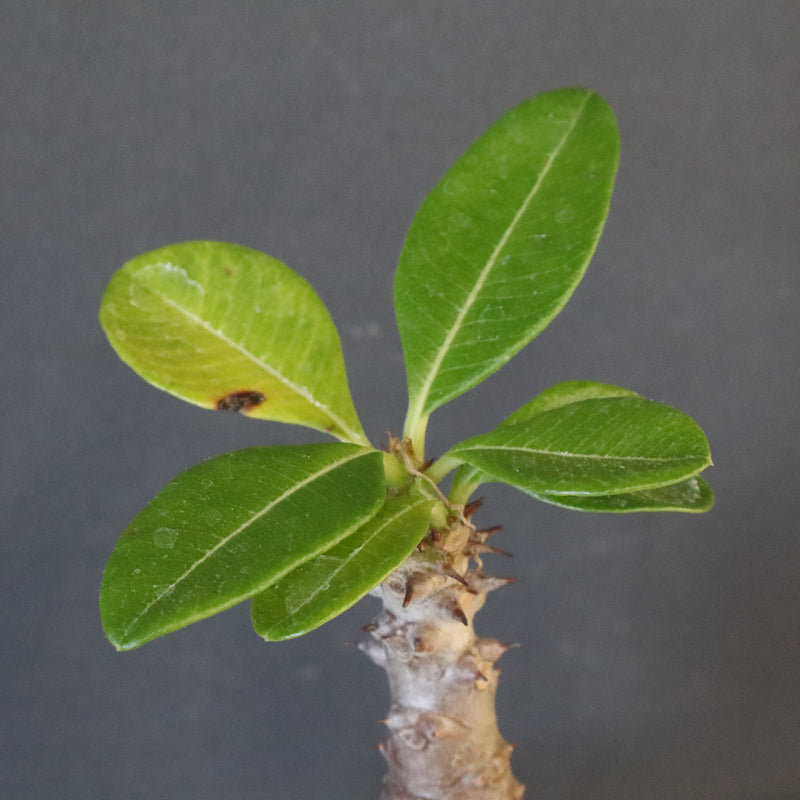 P.ウィンゾリー（実生）123