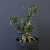 オリーブ（マンザロ二）　EC2045