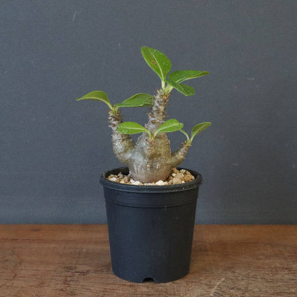 P.ウィンゾリー（実生）161 – TaiShoDo ONLINE SHOP