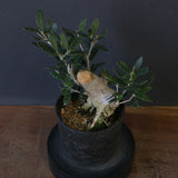 オリーブ（マンザロ二）　EC2045