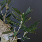 オリーブ（マンザロ二）　EC2045