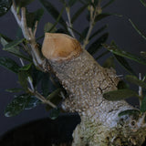 オリーブ（マンザロ二）　EC2045