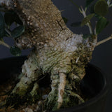 オリーブ（マンザロ二）　EC2045