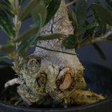 オリーブ（マンザロ二）　EC2045