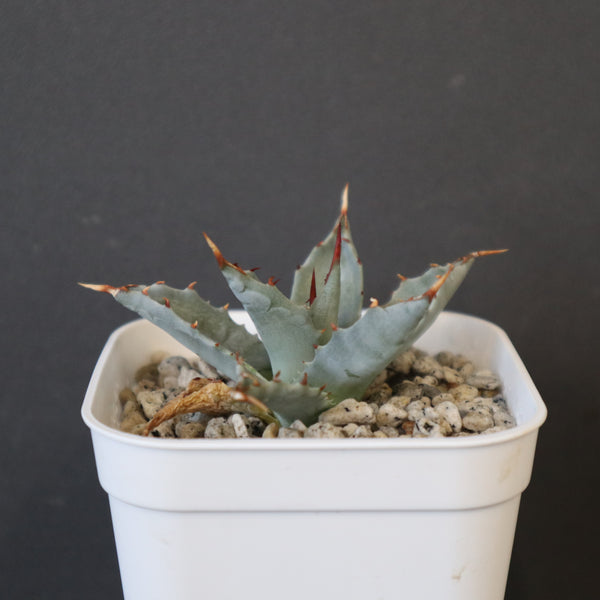 アガベ – 5ページ目 – TaiShoDo ONLINE SHOP