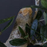 オリーブ（マンザロ二）　EC2045