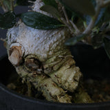 オリーブ（マンザロ二）　EC2045