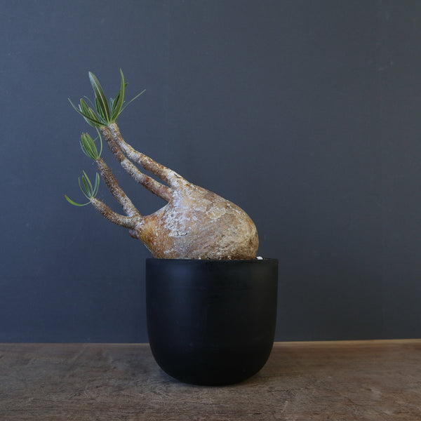 TaiShoDo ONLINE SHOP 塊根植物 多肉植物通販