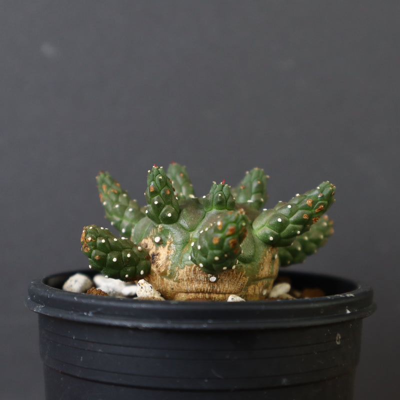 E.ガムケンシス 6