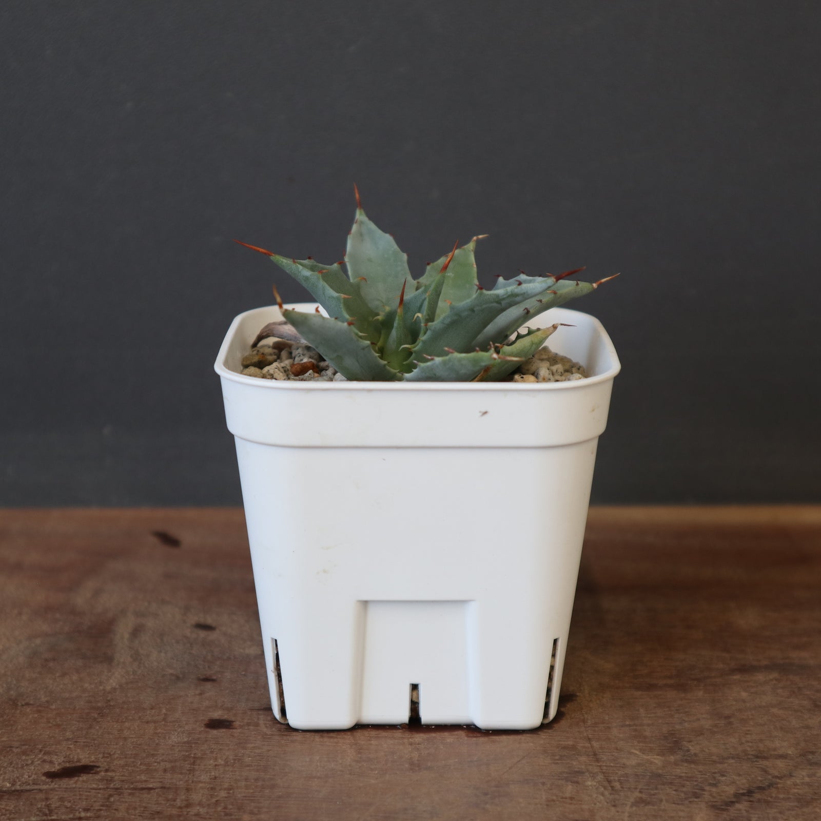 DRAGON AGAVE】アガベ 姫雷帝×妖炎 EC1149 – TaiShoDo ONLINE SHOP