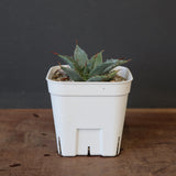 DRAGON AGAVE】アガベ 姫雷帝×妖炎 EC1149 – TaiShoDo ONLINE SHOP