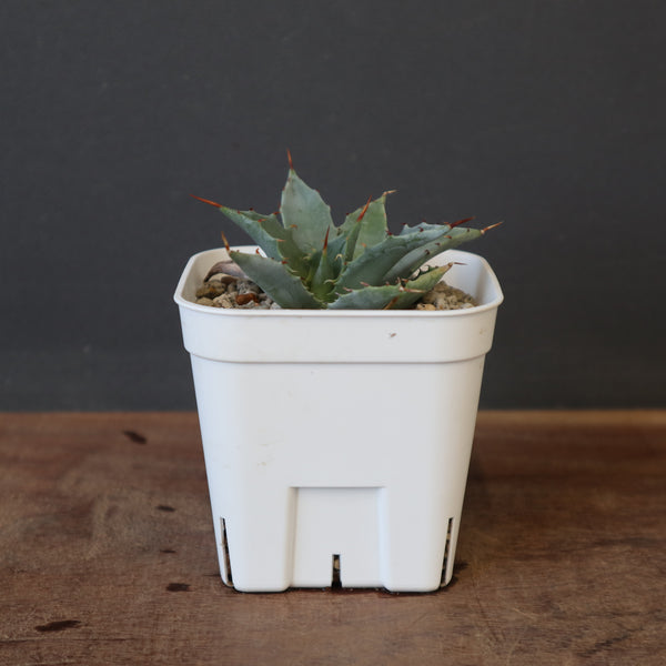 DRAGON AGAVE】アガベ 姫雷帝×妖炎 EC1149 – TaiShoDo ONLINE SHOP