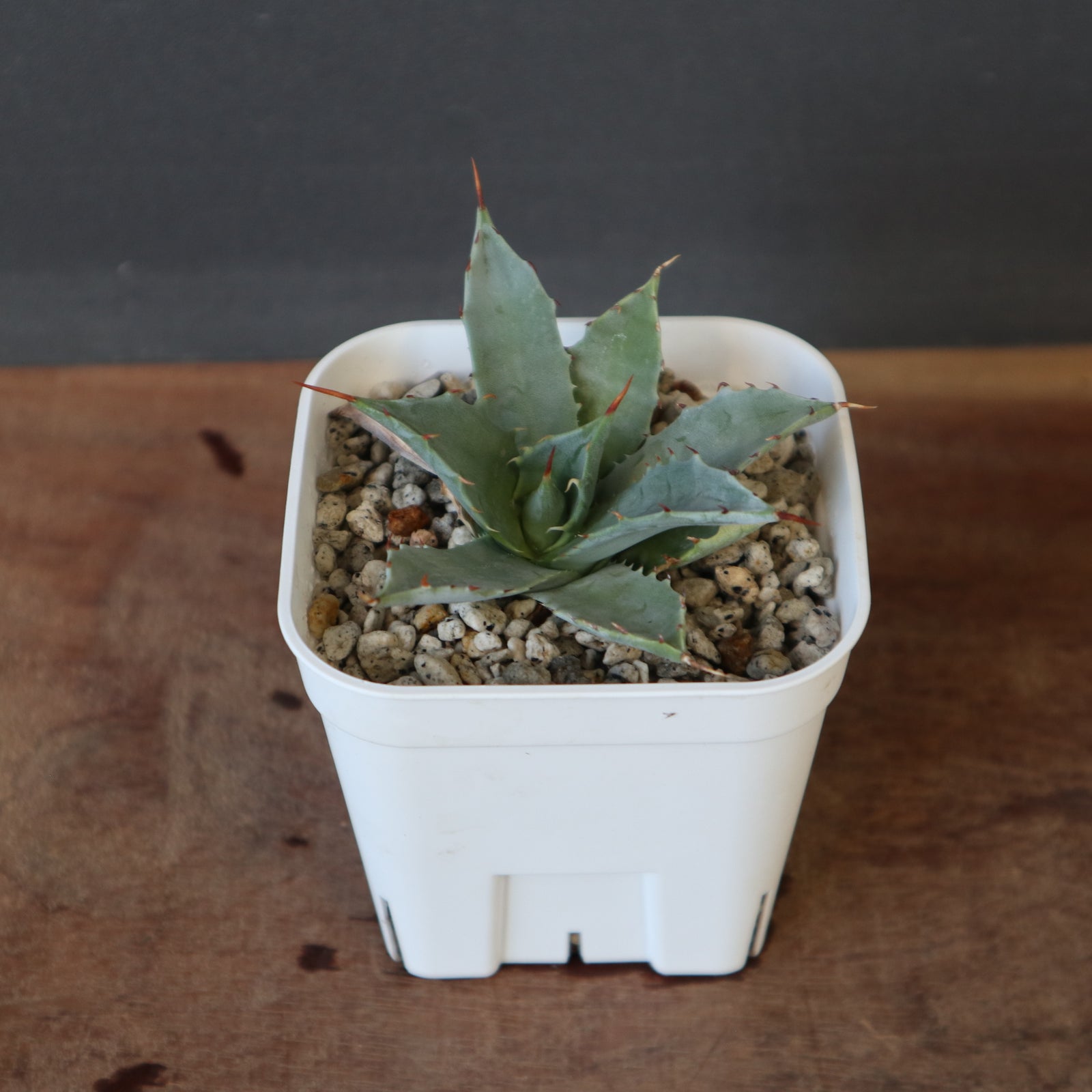 DRAGON AGAVE】アガベ 姫雷帝×妖炎 EC1149 – TaiShoDo ONLINE SHOP