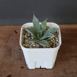 DRAGON AGAVE】アガベ 姫雷帝×妖炎 EC1149 – TaiShoDo ONLINE SHOP