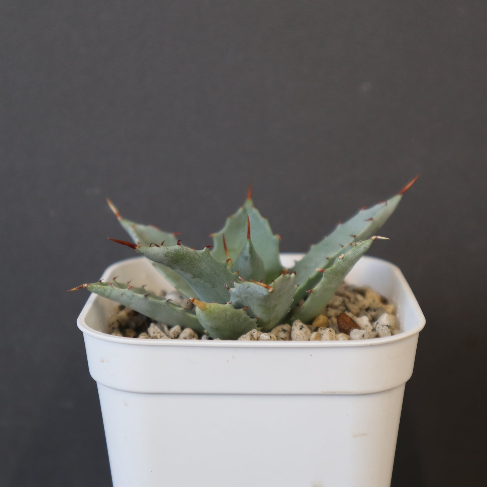 DRAGON AGAVE】アガベ 姫雷帝×妖炎 EC1149 – TaiShoDo ONLINE SHOP